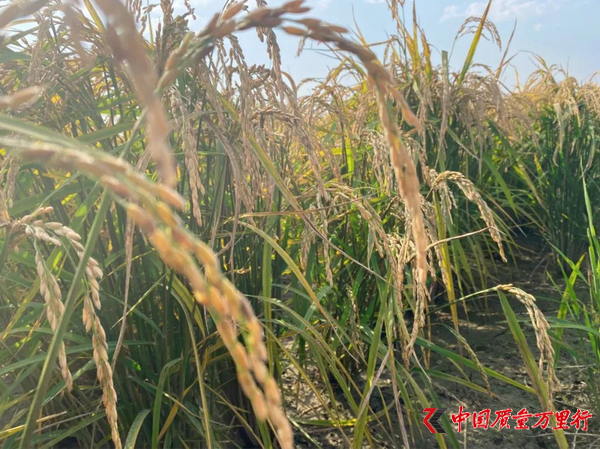 ͬաS箋(hu)
