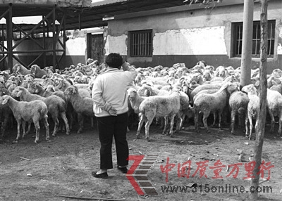 瘦肉精現(xiàn)身山東“肉羊第一鎮(zhèn)”檢測存執(zhí)法不嚴(yán)