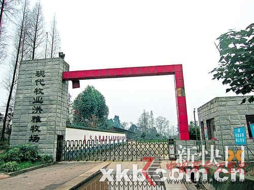 現(xiàn)代牧場也被業(yè)內(nèi)視為“問題奶”最可疑的來源之一。(圖片來源:新快報(bào))