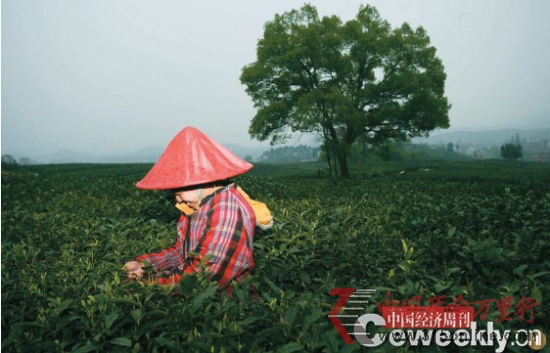 龍井村的一位采茶工,她們每人每天的工資是90元,茶農管吃管住報銷路費。盡管如此,采茶工還是一年比一年難找。