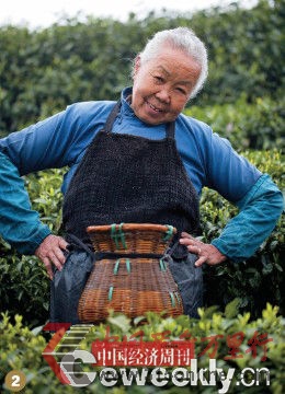 杭州蕭山區 ,一位84歲的老人家清早就來到自己家茶園采茶。
