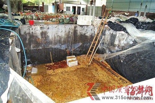 在這個數十平方米的大池子里,黑心商家用工業檸檬酸泡出了35噸金針菇 在這個數十平方米的大池子里,黑心商家用工業檸檬酸泡出了35噸金針菇