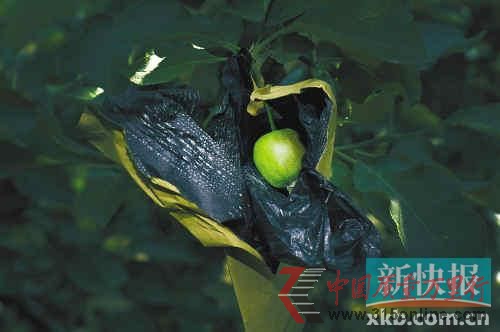 山東煙臺大量紅富士蘋果就是這樣套著藥袋長大的。CFP供圖