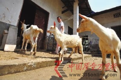 7月29日上午,長沙縣黃花鎮,韋星雨的5只羊在鄉下避暑。記者 田超 攝