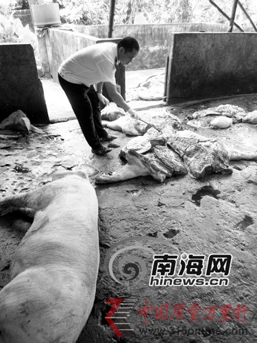 執法人員檢查私宰肉 執法人員檢查私宰肉