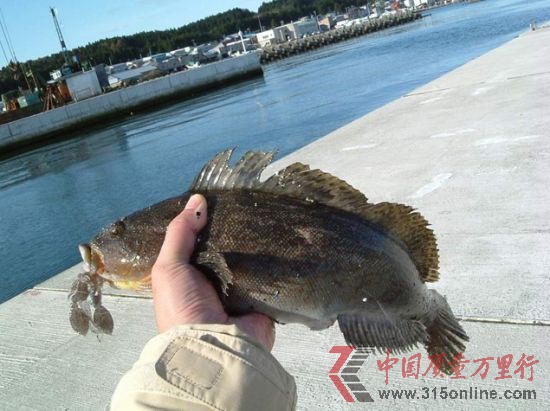 日本福島鲇魚 日本福島鲇魚