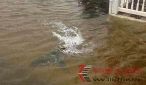 鯊魚游上街頭 鯊魚游上街頭