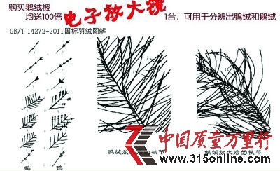 鴨絨有短梗,絨毛短,有點像高粱穗(大圖為顯微鏡下的鴨絨)