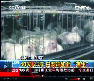 □24小時采食不止,雞棚嚴重超載,導致“速生雞”處于亞健康狀態。 央視截圖