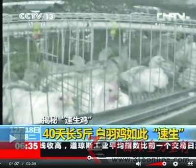 速生雞擠在一起無法運(yùn)動。